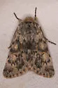 Lasionycta uniformis - Hodges#10346 - photo 2