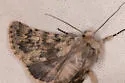 Lasionycta uniformis - Hodges#10346 - photo 3