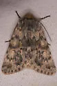 Lasionycta uniformis - Hodges#10346 - photo 4
