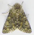 Lasionycta uniformis - Hodges#10346 - photo 5