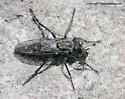Subalpine Sandpirate