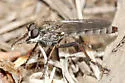 Apache Sandpirate - Lasiopogon apache