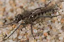 Dark Pismo Sandpirate - photo 2