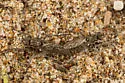 Dark Pismo Sandpirate - photo 5