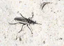 Two-striped Sandpirate
