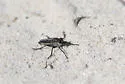 Two-striped Sandpirate - photo 2