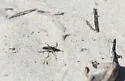 Two-striped Sandpirate - photo 3