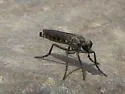 Ashy Sandpirate