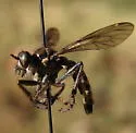 Smoky-winged Sandpirate