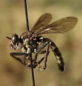 Smoky-winged Sandpirate - photo 2