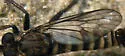 Smoky-winged Sandpirate - photo 5