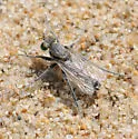 Pale Pismo Sandpirate - photo 3
