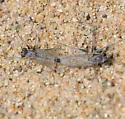 Pale Pismo Sandpirate - photo 4