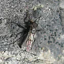 Lasiopogon monticola - photo 2