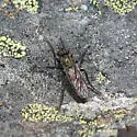 Lasiopogon monticola - photo 3