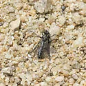 Southeastern Sandpirate - photo 2