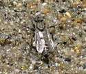 Streamside Sandpirate