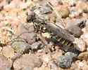 Little Reddish Sandpirate - photo 4