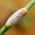 Lasioptera ephedrae