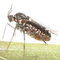Lasioptera ephedrae - photo 2