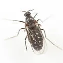 Lasioptera ephedrae - photo 3