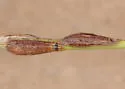 Lasioptera ephedrae - photo 4