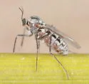 Lasioptera ephedrae - photo 5