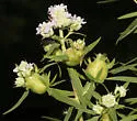 Lasioptera lorrainae