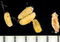 Lasioptera lorrainae - photo 2
