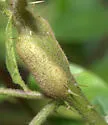 Lasioptera solani