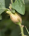 Lasioptera solani - photo 2