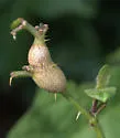 Lasioptera solani - photo 3