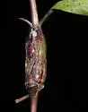 Lasioptera solidaginis