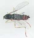 Lasioptera solidaginis - photo 2