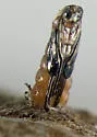Lasioptera solidaginis - photo 3