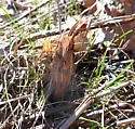 Lasioptera solidaginis - photo 4