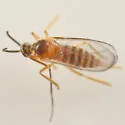 Lasioptera vitis - photo 2