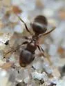 Lasius americanus