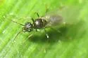 Lasius americanus - photo 2