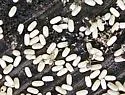 Lasius americanus - photo 3