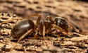 Lasius americanus - photo 5