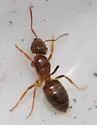 Lasius aphidicola