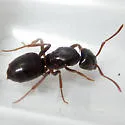 Lasius aphidicola - photo 2
