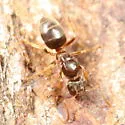 Lasius aphidicola - photo 3
