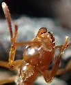 Lasius aphidicola - photo 4