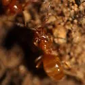 Lasius aphidicola - photo 5