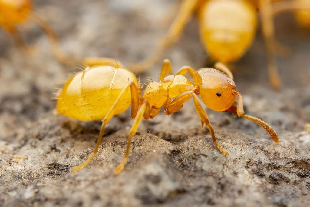 Lasius arizonicus - photo 2