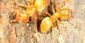 formerly Lasius flavus