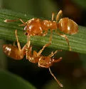 formerly Lasius flavus - photo 2