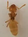 formerly Lasius flavus - photo 3